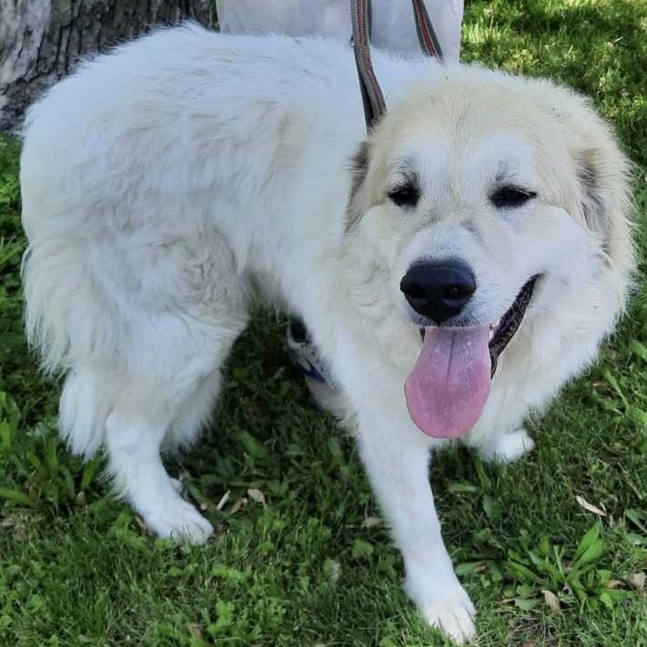 Huxley- Young-Foster Needed, Adoptable, Young Male Great Pyrenees.