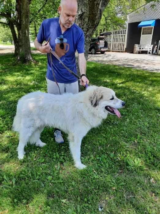 Huxley- New to Rescue  - Young-Foster Needed