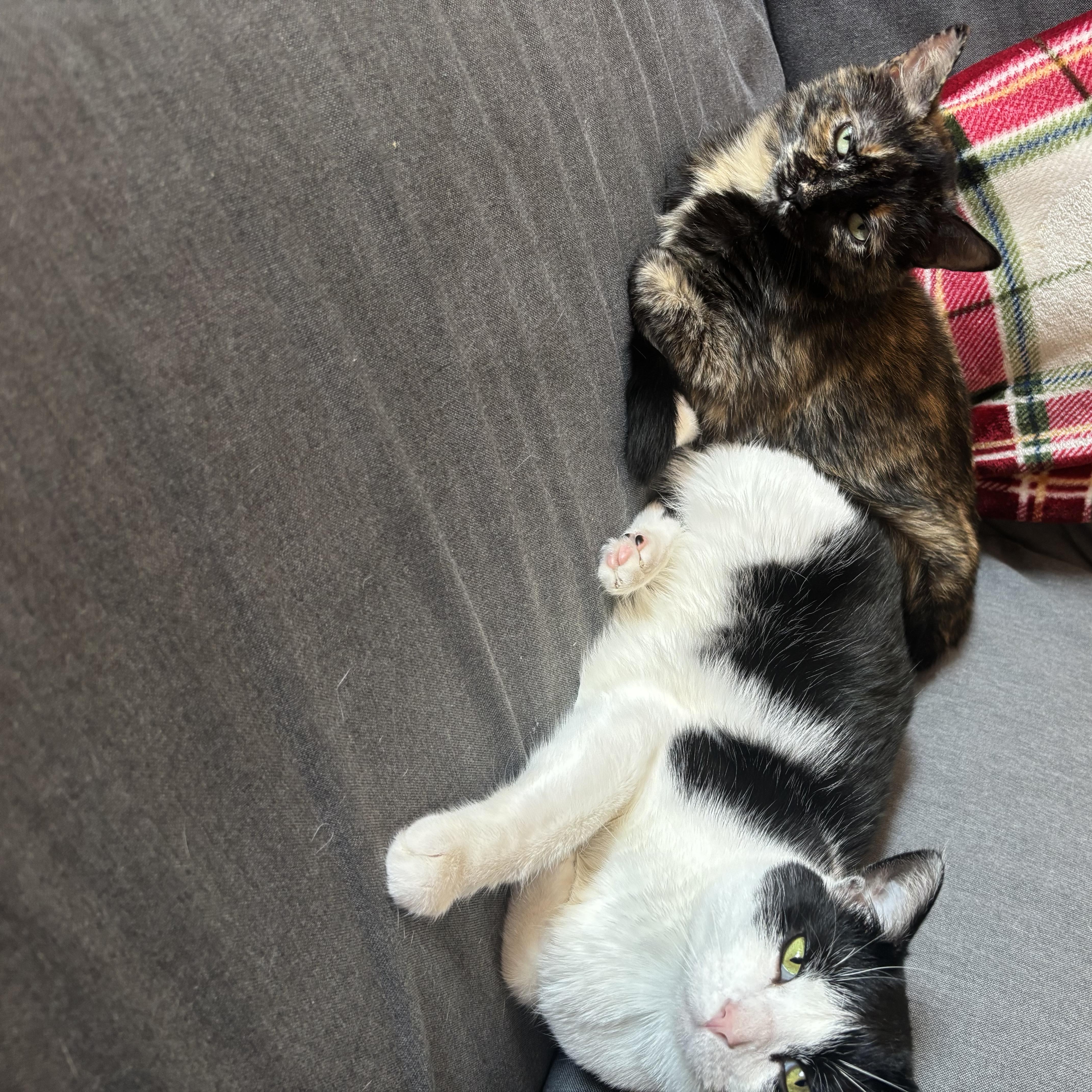 Enlarge Schwartz & Quasar (Courtesy Post), a ADOPTABLE Domestic Short Hair in Richmond, VA image 3/3