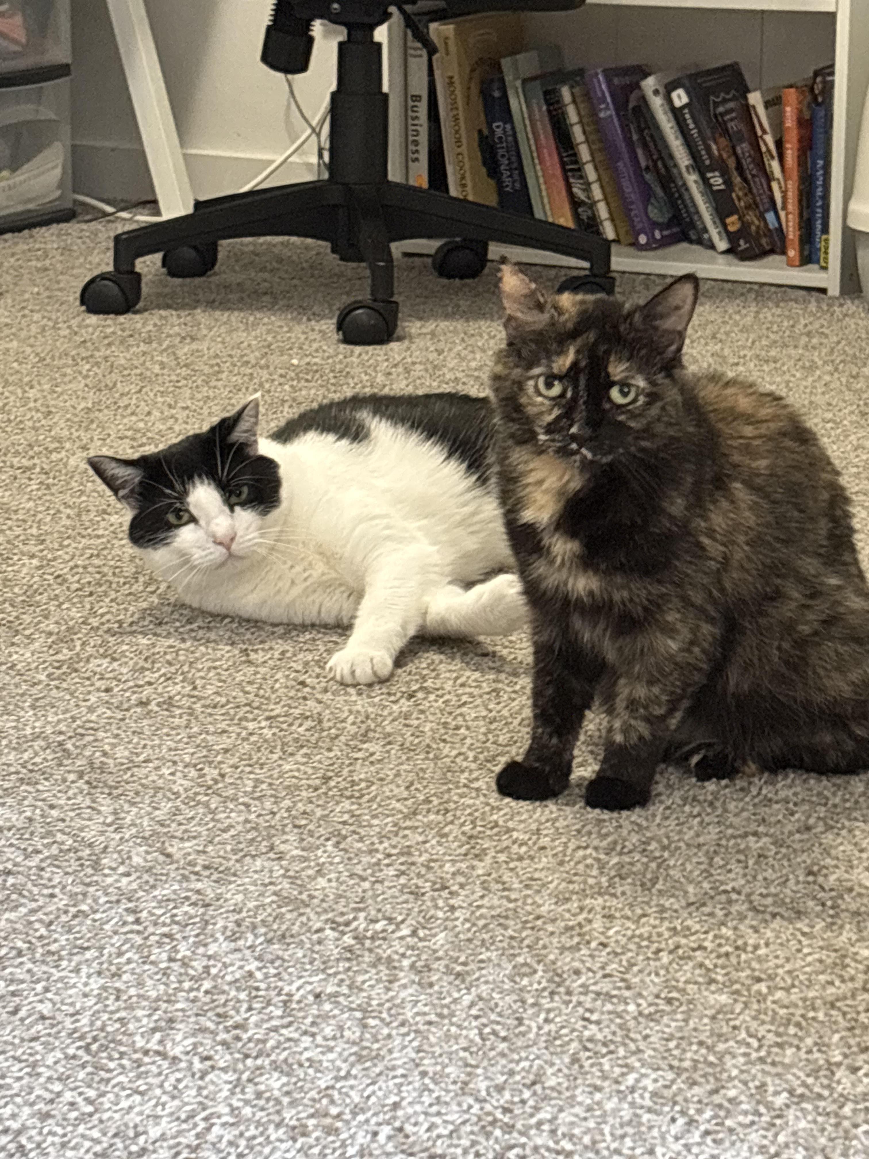 Enlarge Schwartz & Quasar (Courtesy Post), a ADOPTABLE Domestic Short Hair in Richmond, VA image 1/3
