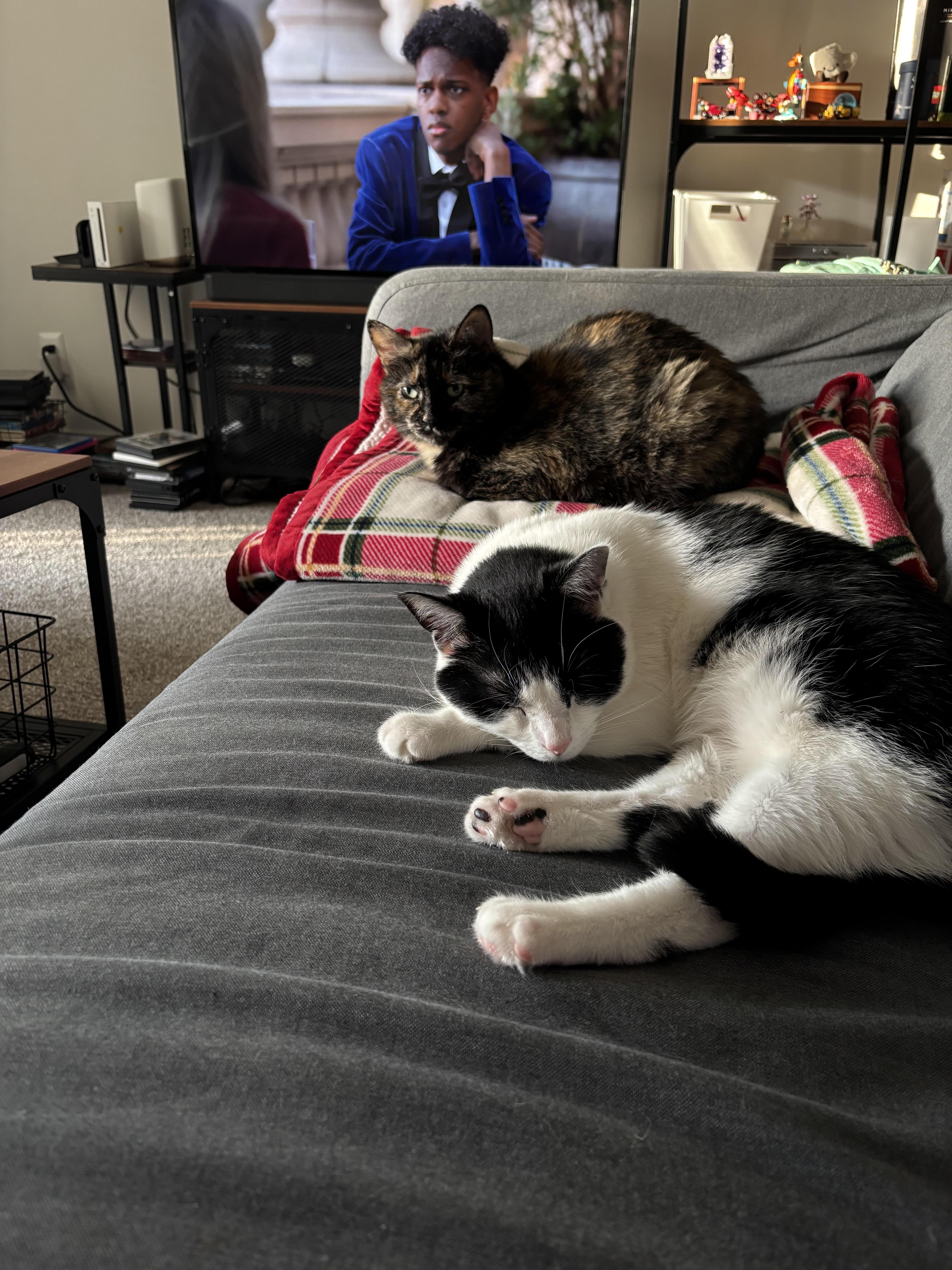 Enlarge Schwartz & Quasar (Courtesy Post), a ADOPTABLE Domestic Short Hair in Richmond, VA image 2/3