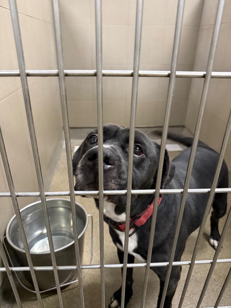 Enlarge Gauge, a Adoptable mixed breed in Rome, GA image 1/2