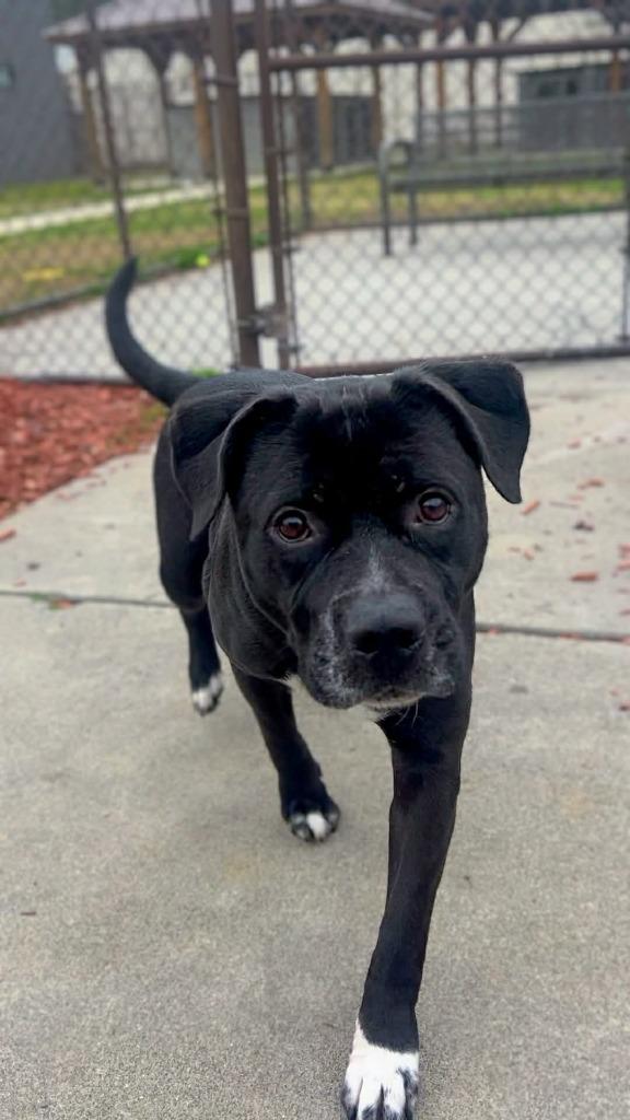 Enlarge Gauge, a Adoptable mixed breed in Rome, GA image 2/2