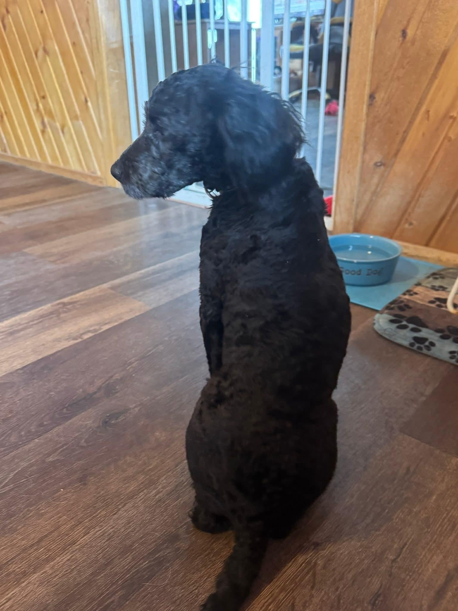 Enlarge Costello, a ADOPTABLE mixed breed in Decorah, IA image 2/4