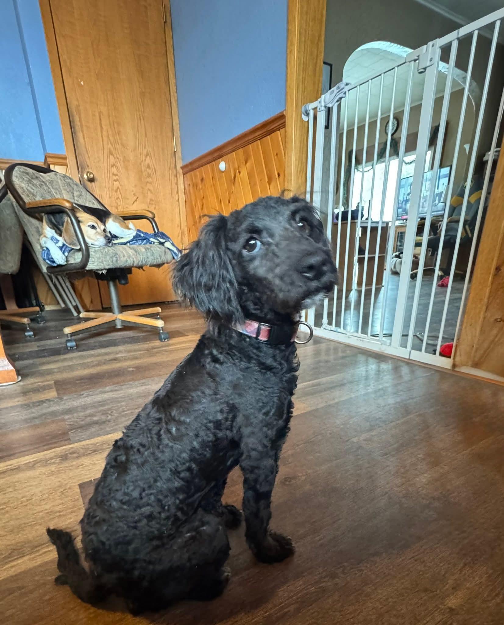 Enlarge Costello, a ADOPTABLE mixed breed in Decorah, IA image 4/4