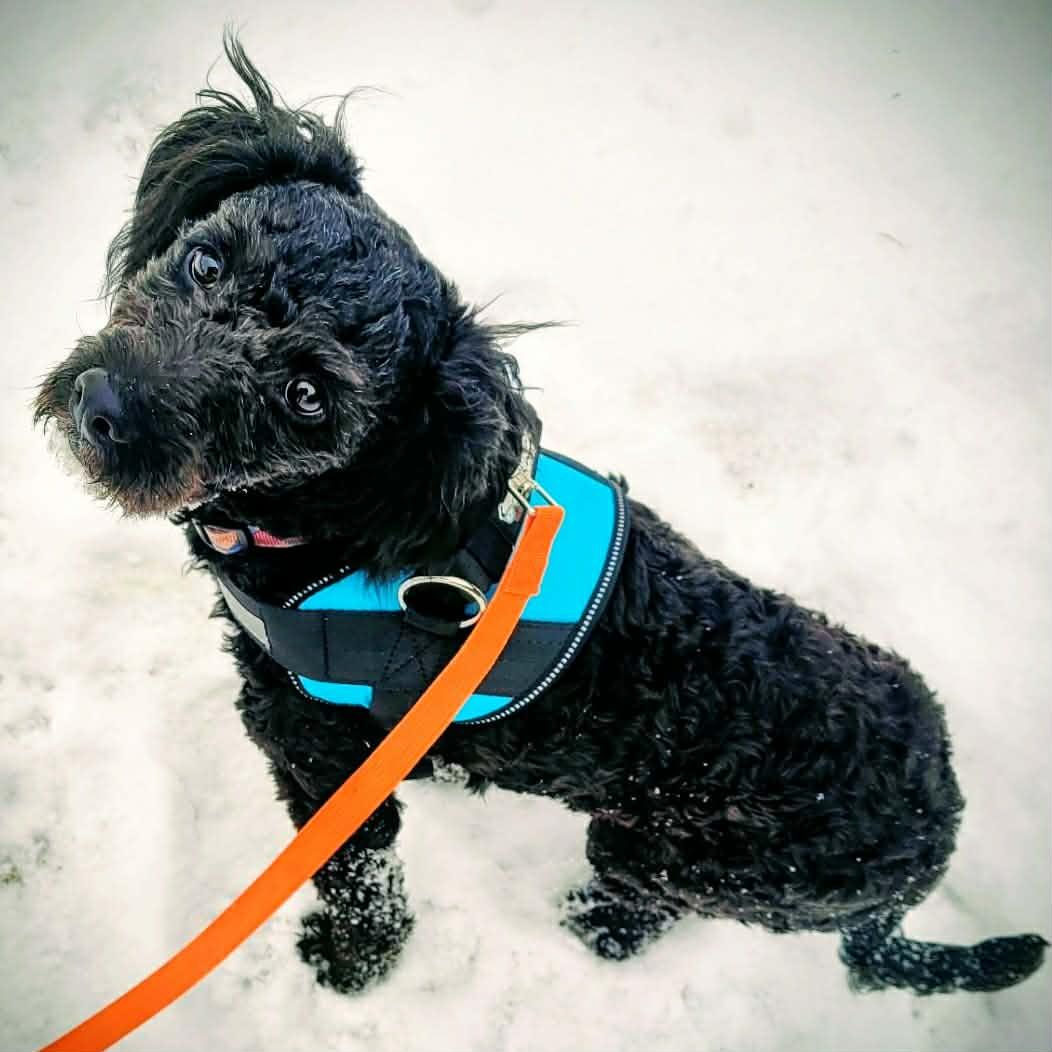 Enlarge Costello, a ADOPTABLE mixed breed in Decorah, IA image 6/6