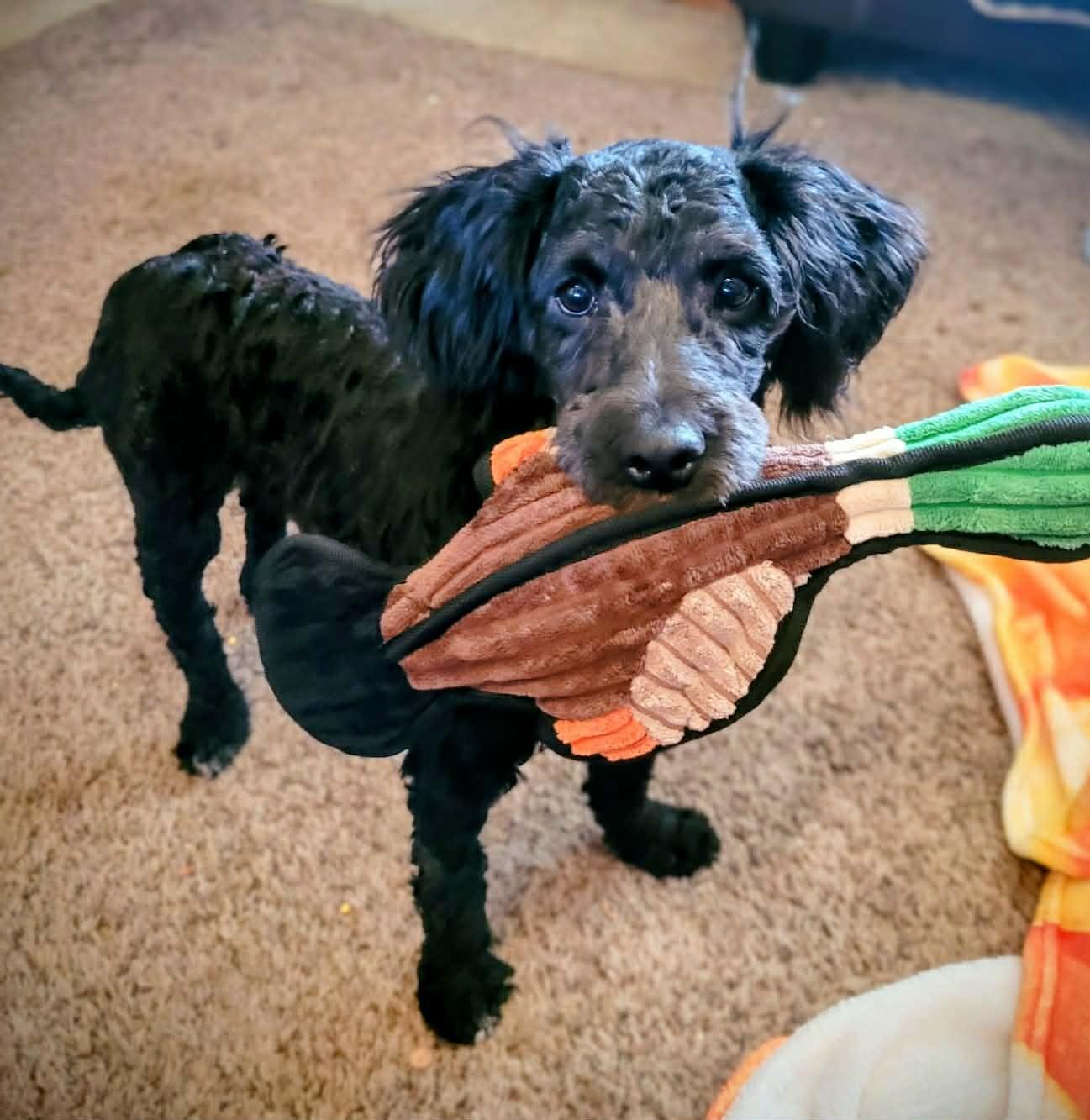 Enlarge Costello, a ADOPTABLE mixed breed in Decorah, IA image 4/6
