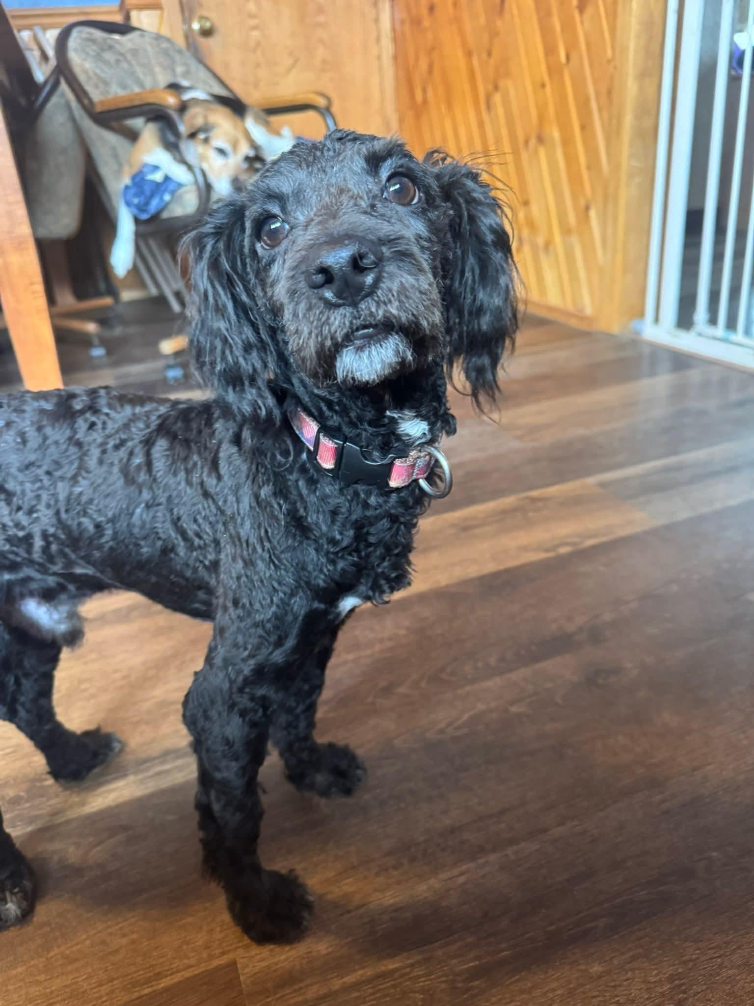 Enlarge Costello, a ADOPTABLE mixed breed in Decorah, IA image 3/4