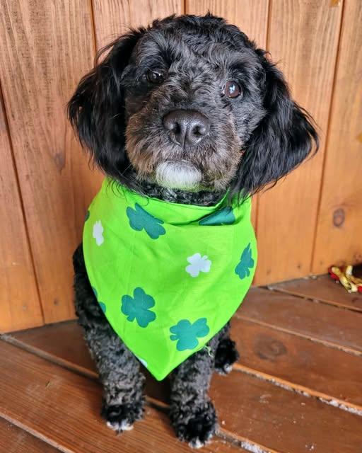 Costello, ADOPTABLE, Young Male Miniature Poodle.