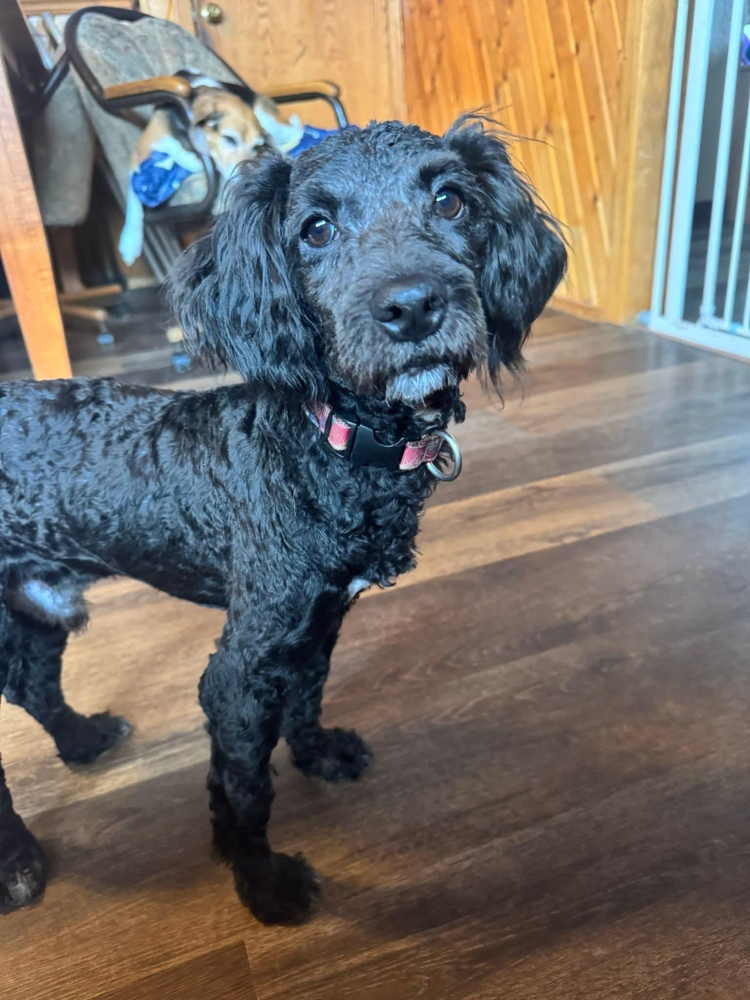 Costello, ADOPTABLE, Young Male Miniature Poodle.