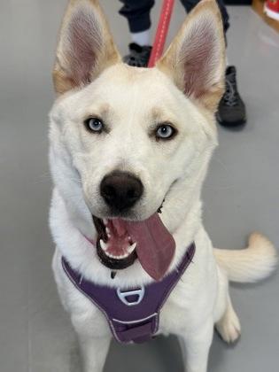 Enlarge Icee, a Adoptable mixed breed in Gwinn, MI image 2/2