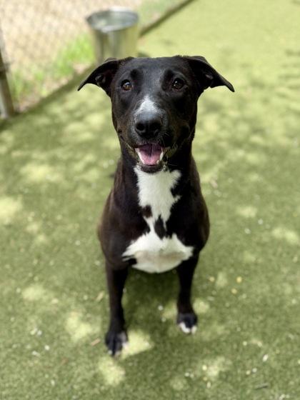 Enlarge Kraken, a Adoptable mixed breed in Picayune, MS image 1/3