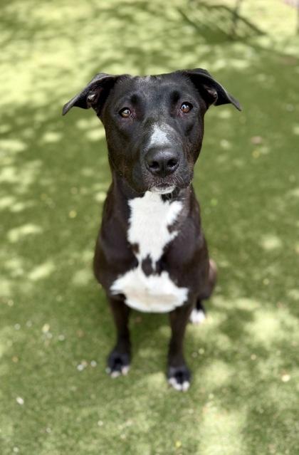 Enlarge Kraken, a Adoptable mixed breed in Picayune, MS image 2/3
