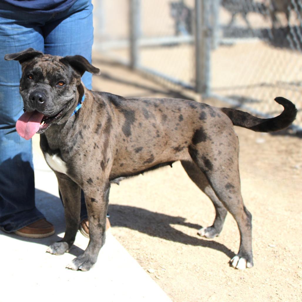 Cookie, Adoptable, Adult Female Mixed Breed.