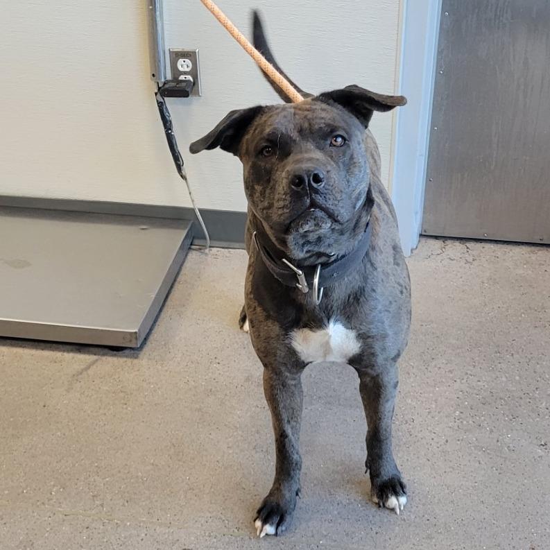 Enlarge Cookie, a Adoptable Mixed Breed in Las Cruces, NM image 2/6