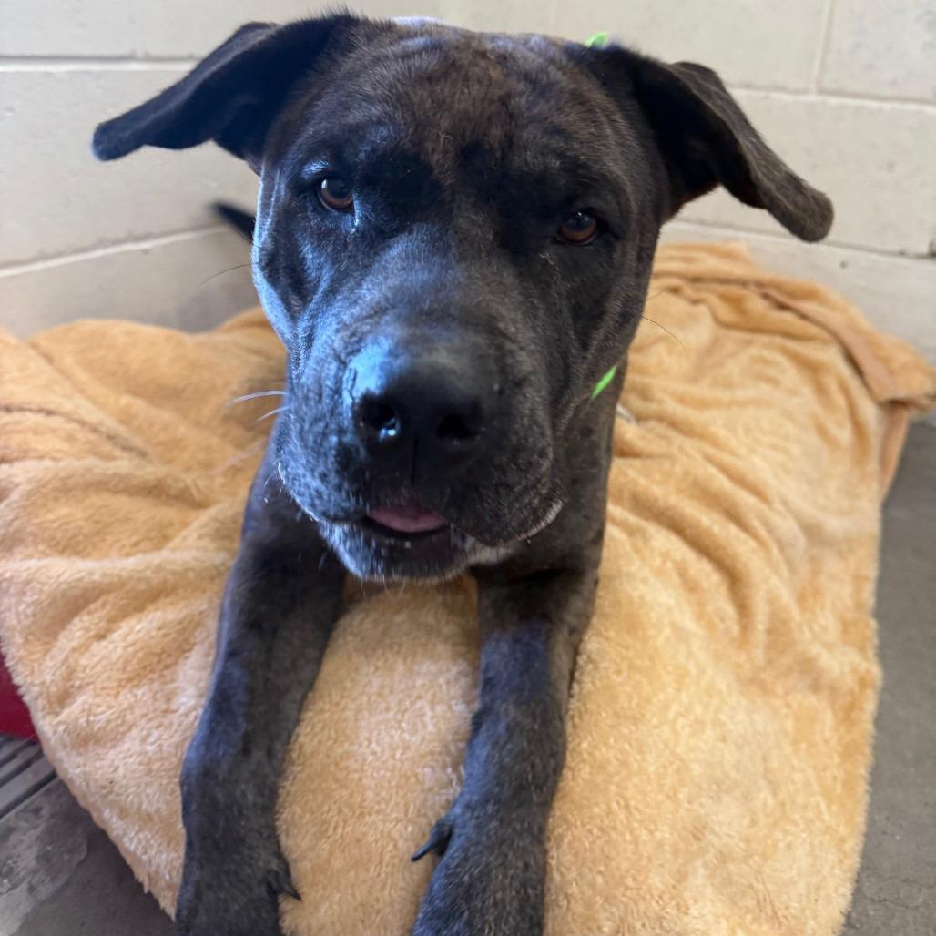 Enlarge Cookie, a Adoptable Mixed Breed in Las Cruces, NM image 3/6