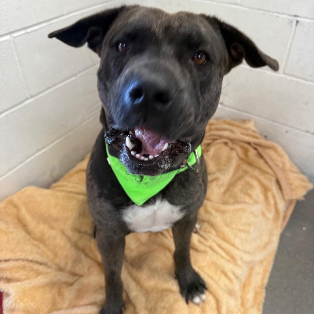 Enlarge Cookie, a Adoptable Mixed Breed in Las Cruces, NM image 4/6