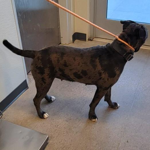 Enlarge Cookie, a Adoptable Mixed Breed in Las Cruces, NM image 5/6