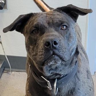 Enlarge Cookie, a Adoptable Mixed Breed in Las Cruces, NM image 6/6
