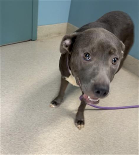 NALA, Adoptable, Adult Female Pit Bull Terrier & Mixed Breed.