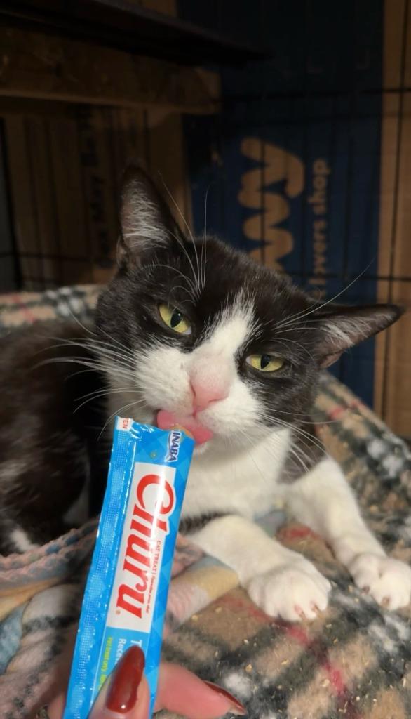 Enlarge 49-Lincoln Lynx - in foster, a Adoptable mixed breed in Windsor, CT image 1/4