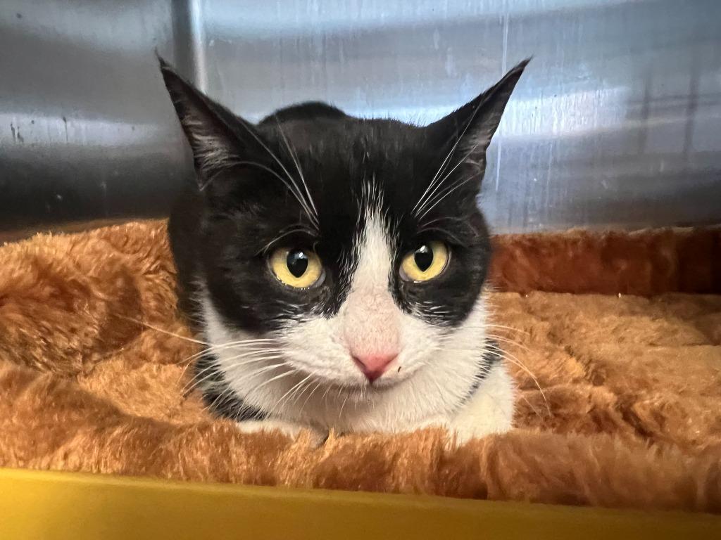 49-Lincoln Lynx, Adoptable, Adult Female Domestic Short Hair.