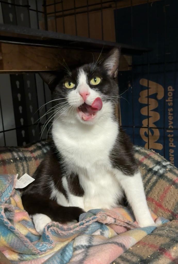 Enlarge 49-Lincoln Lynx - in foster, a Adoptable mixed breed in Windsor, CT image 3/4