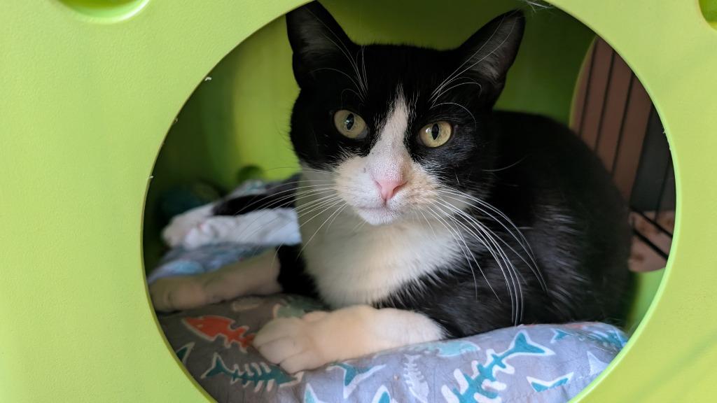 Enlarge 49-Lincoln Lynx - in foster, a Adoptable mixed breed in Windsor, CT image 4/4