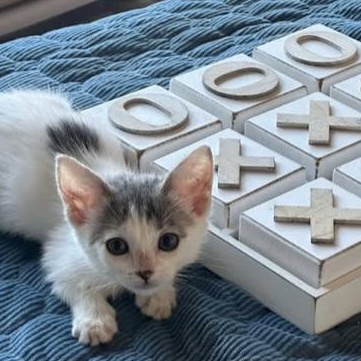 Moon, a Adoptable mixed breed in Santa Rosa, CA image 2/2