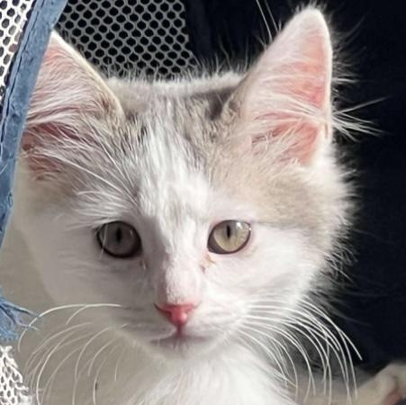 Moon, Adoptable, Kitten Female Domestic Short Hair.