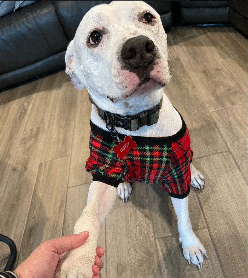 Hot-Toddy! — thumbnail 6