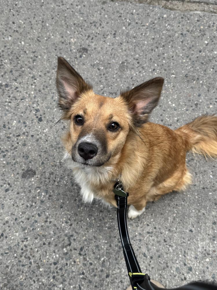 Enlarge Audrey, a Adoptable mixed breed in Manhattan, NY image 1/3