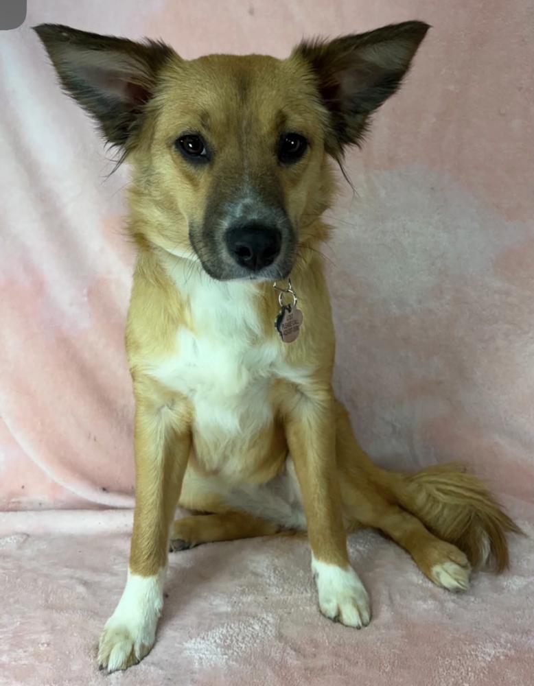 Enlarge Audrey, a Adoptable mixed breed in Manhattan, NY image 2/3