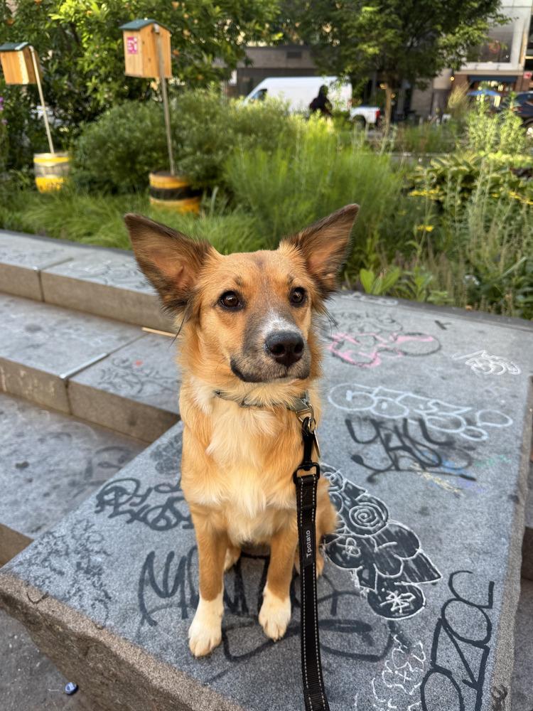 Enlarge Audrey, a Adoptable mixed breed in Manhattan, NY image 3/3