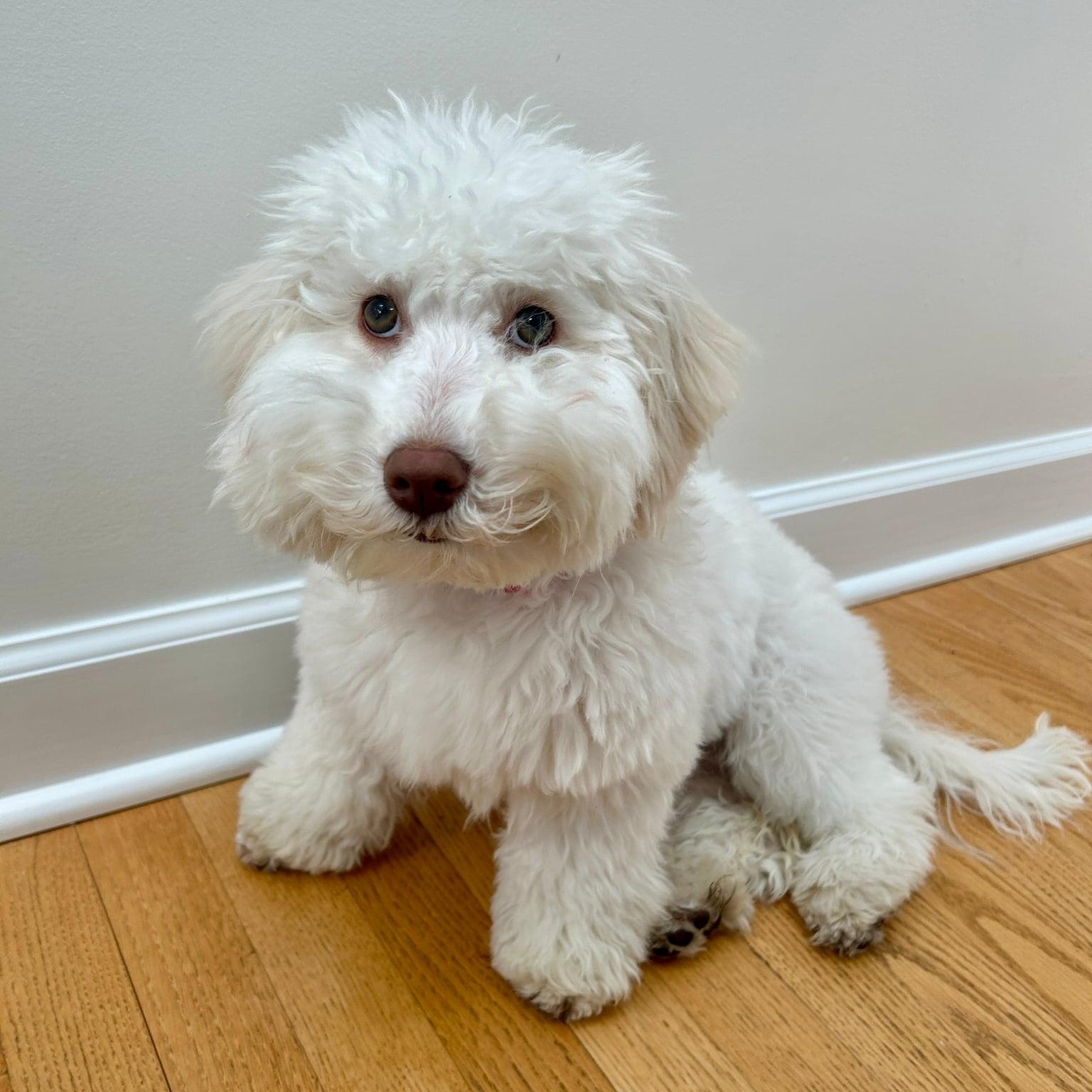 Lucky (aka Moonpie), an adopted Maltipoo in Homer Glen, IL image 4/6