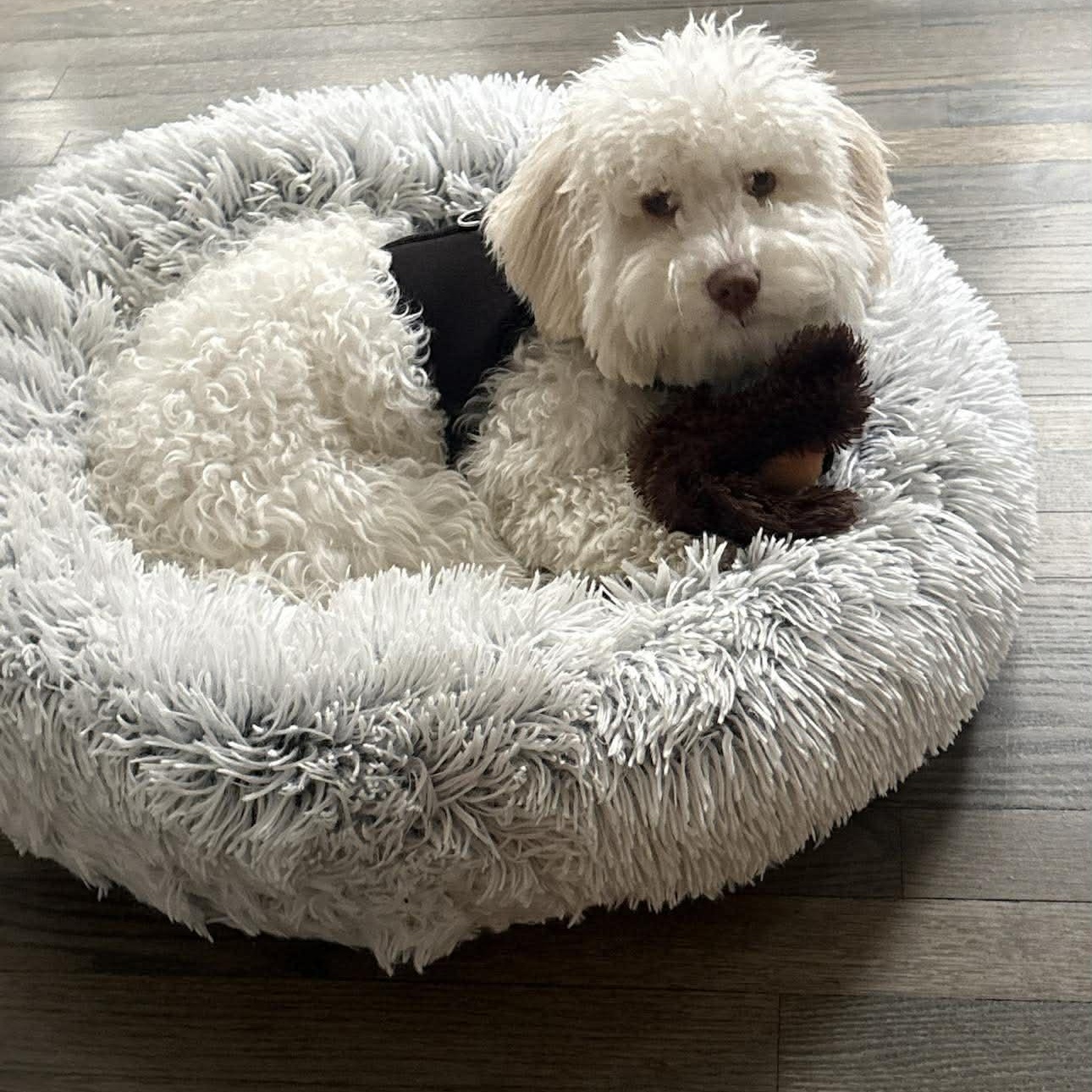 Lucky (aka Moonpie), an adopted Maltipoo in Homer Glen, IL image 2/6