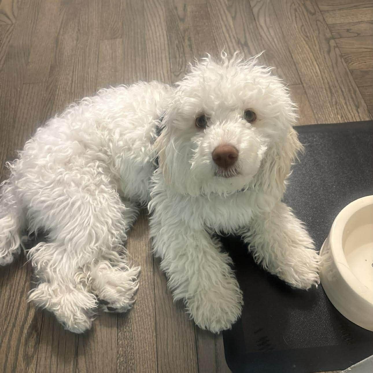 Lucky (aka Moonpie), an adopted Maltipoo in Homer Glen, IL image 1/6