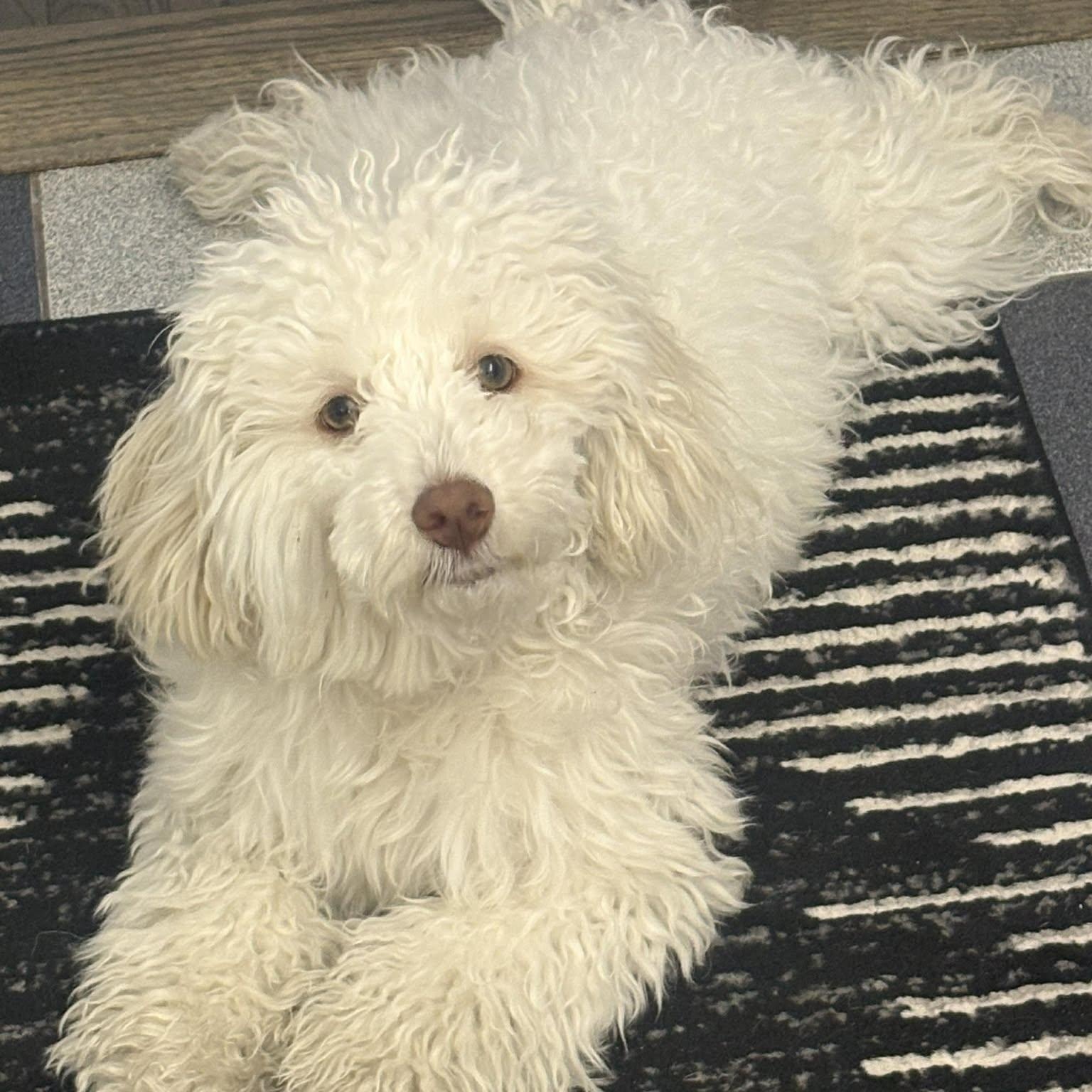 Lucky (aka Moonpie), an adopted Maltipoo in Homer Glen, IL image 6/6