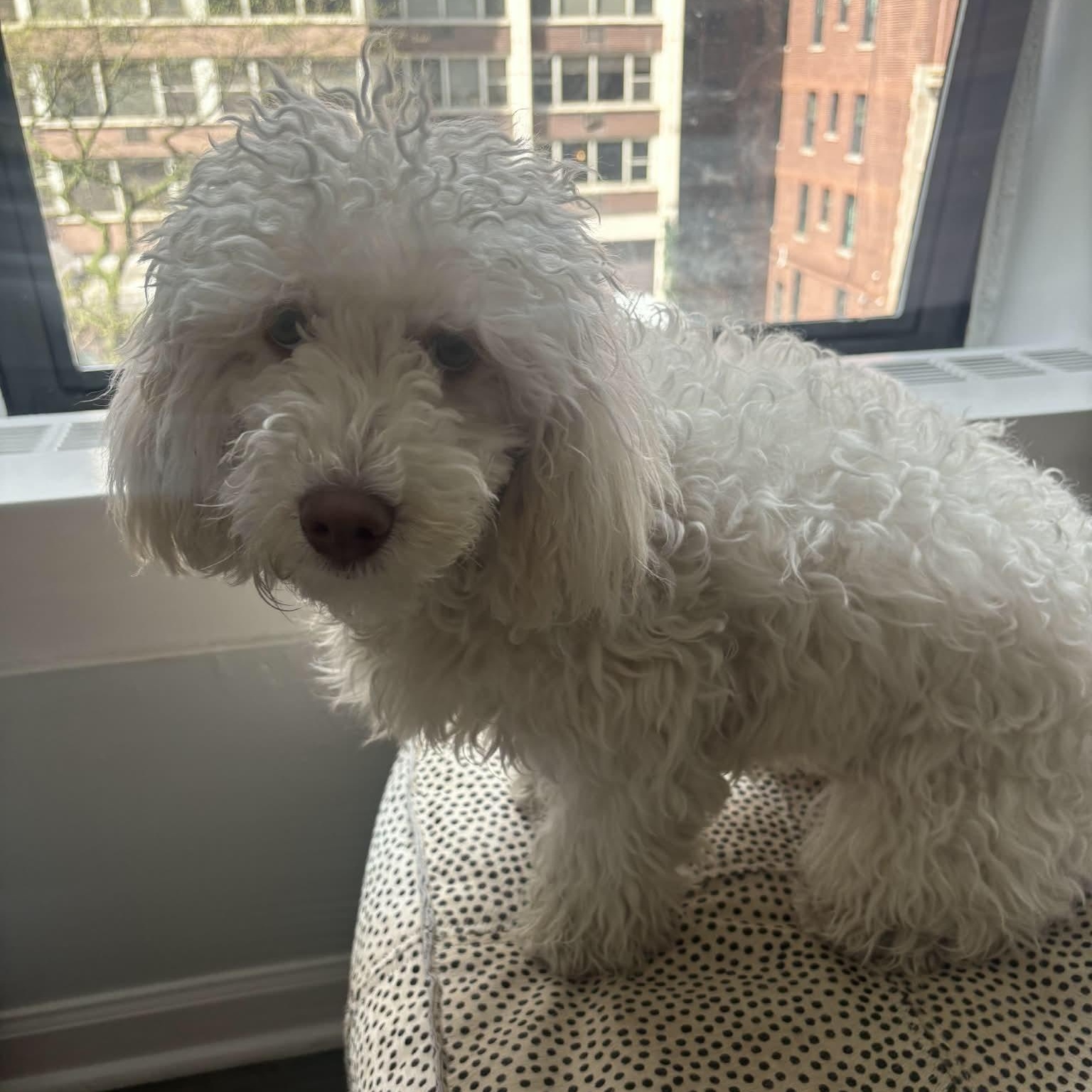 Lucky (aka Moonpie), an adopted Maltipoo in Homer Glen, IL image 5/6