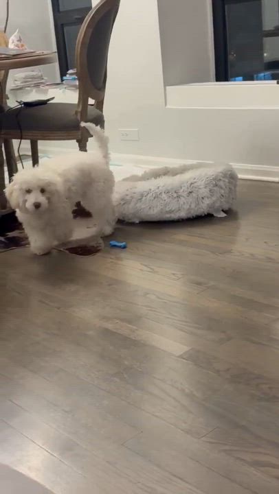 Enlarge Lucky (aka Moonpie), an adopted Maltipoo in Homer Glen, IL video 3/6