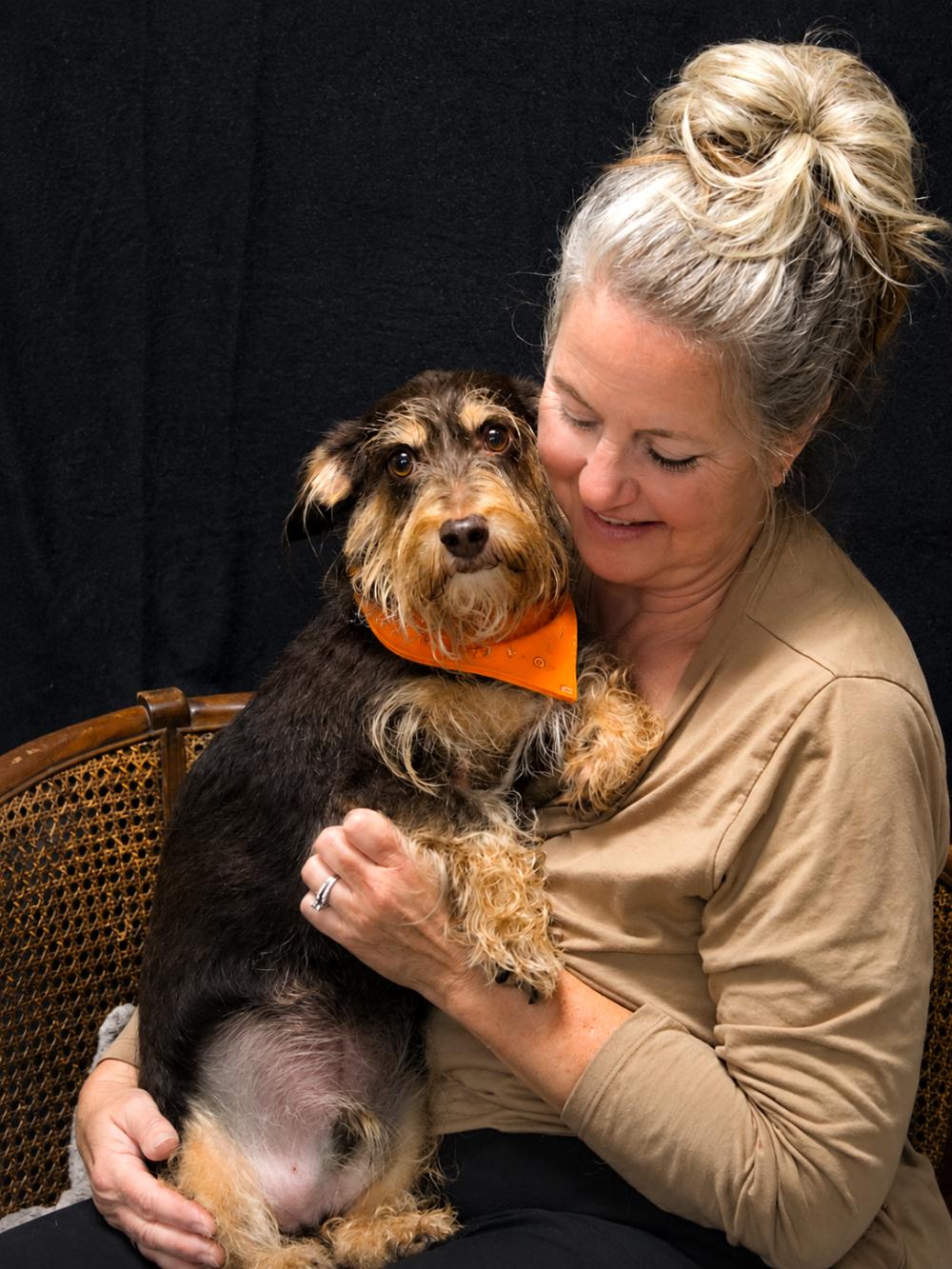 Rusty, ADOPTABLE, Adult Male Dachshund & Miniature Poodle.