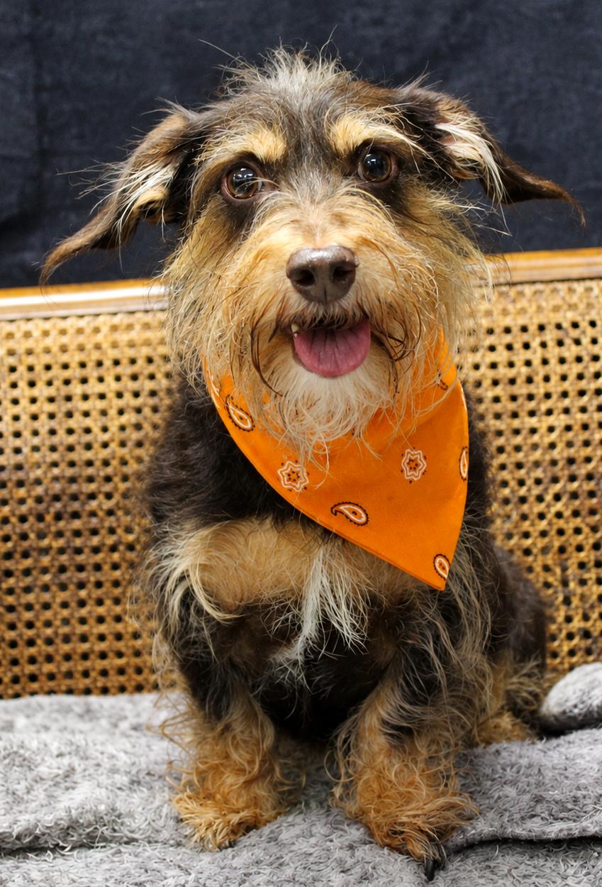 Rusty, a ADOPTABLE mixed breed in Cheboygan, MI image 3/6