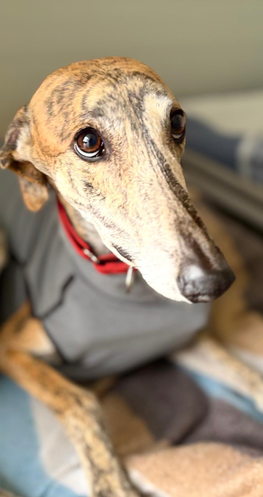 Pinto, ADOPTABLE, Young Male Galgo Spanish Greyhound.