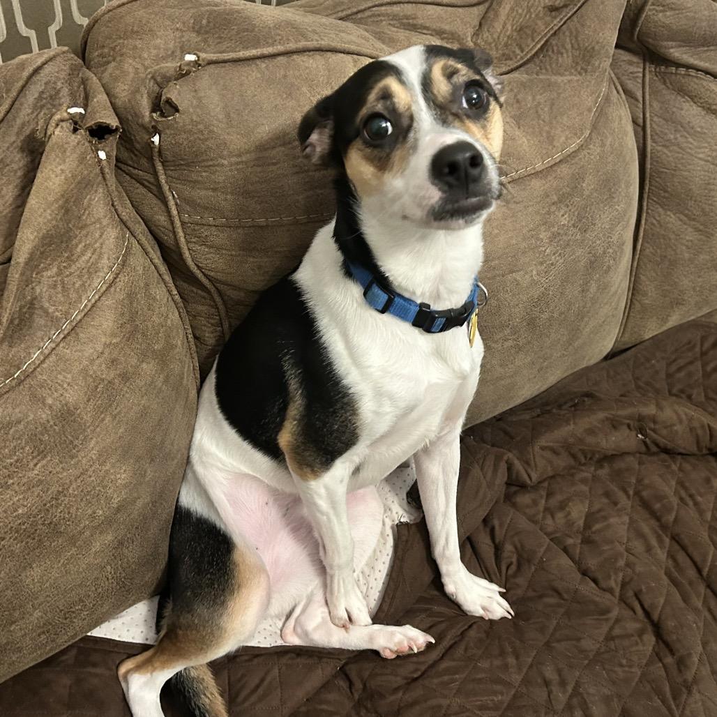 Bailey C-34495, a Adoptable Rat Terrier image 2/4