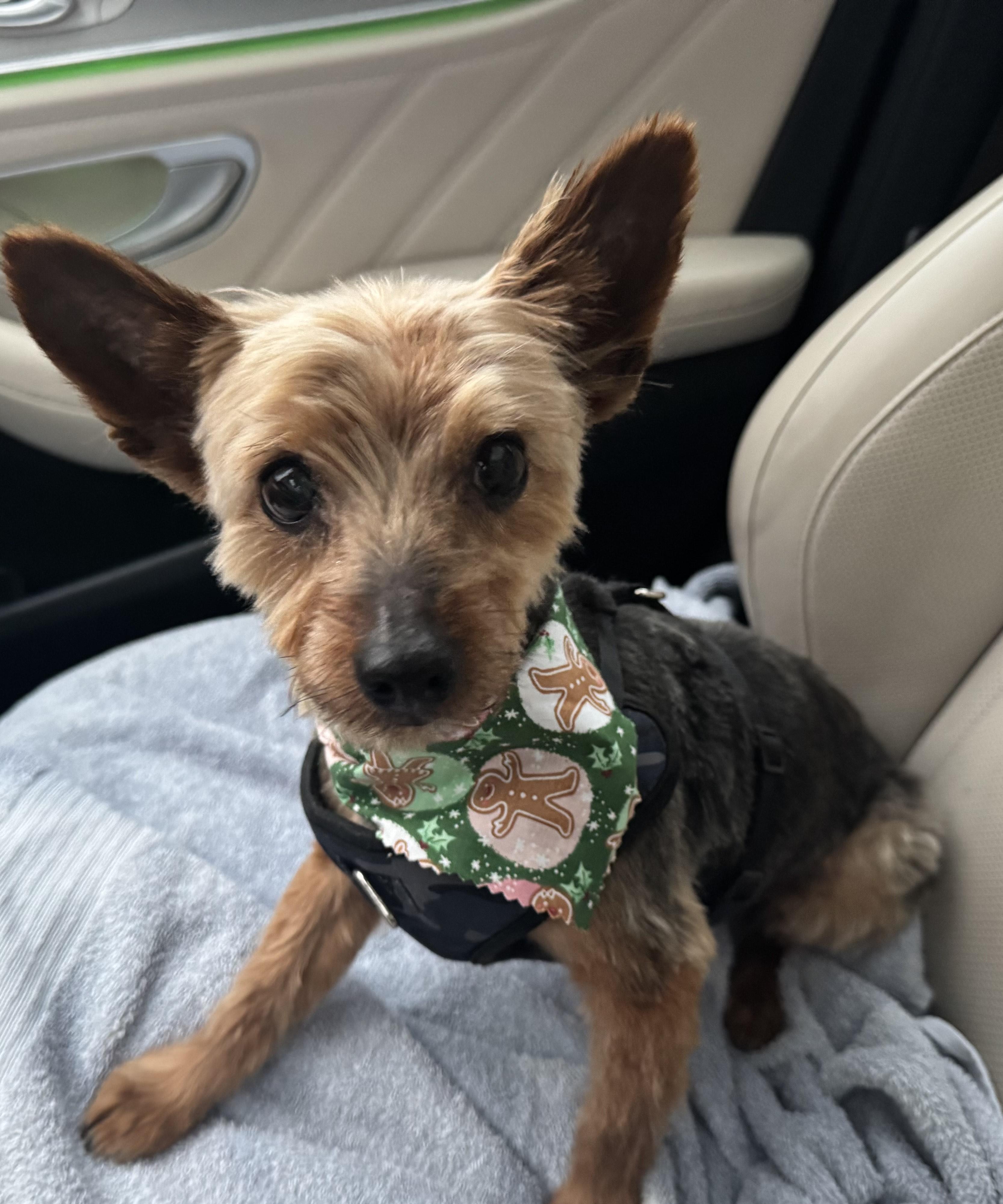 Max, a Adoptable Yorkshire Terrier in Taunton, MA image 1/4