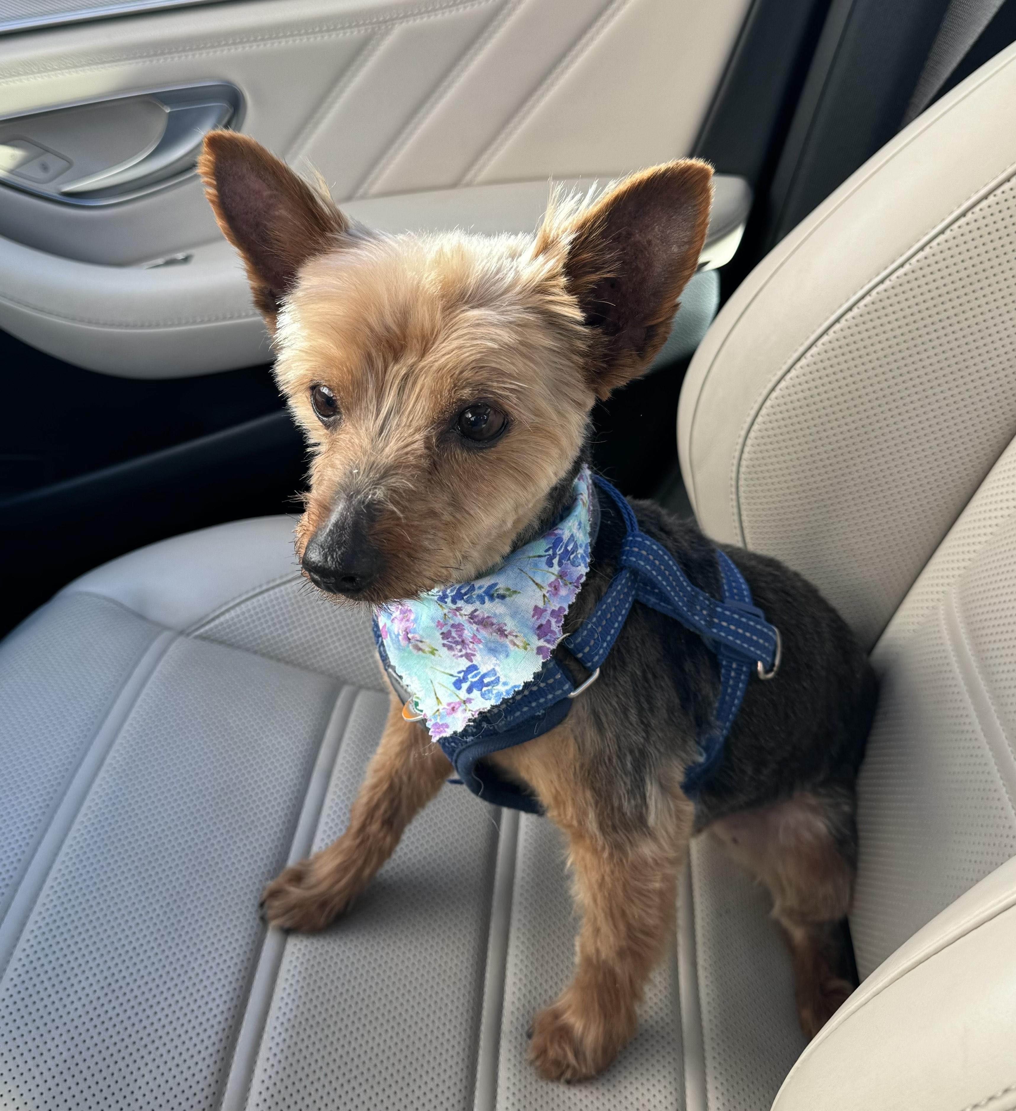 Max, a Adoptable Yorkshire Terrier in Taunton, MA image 2/4