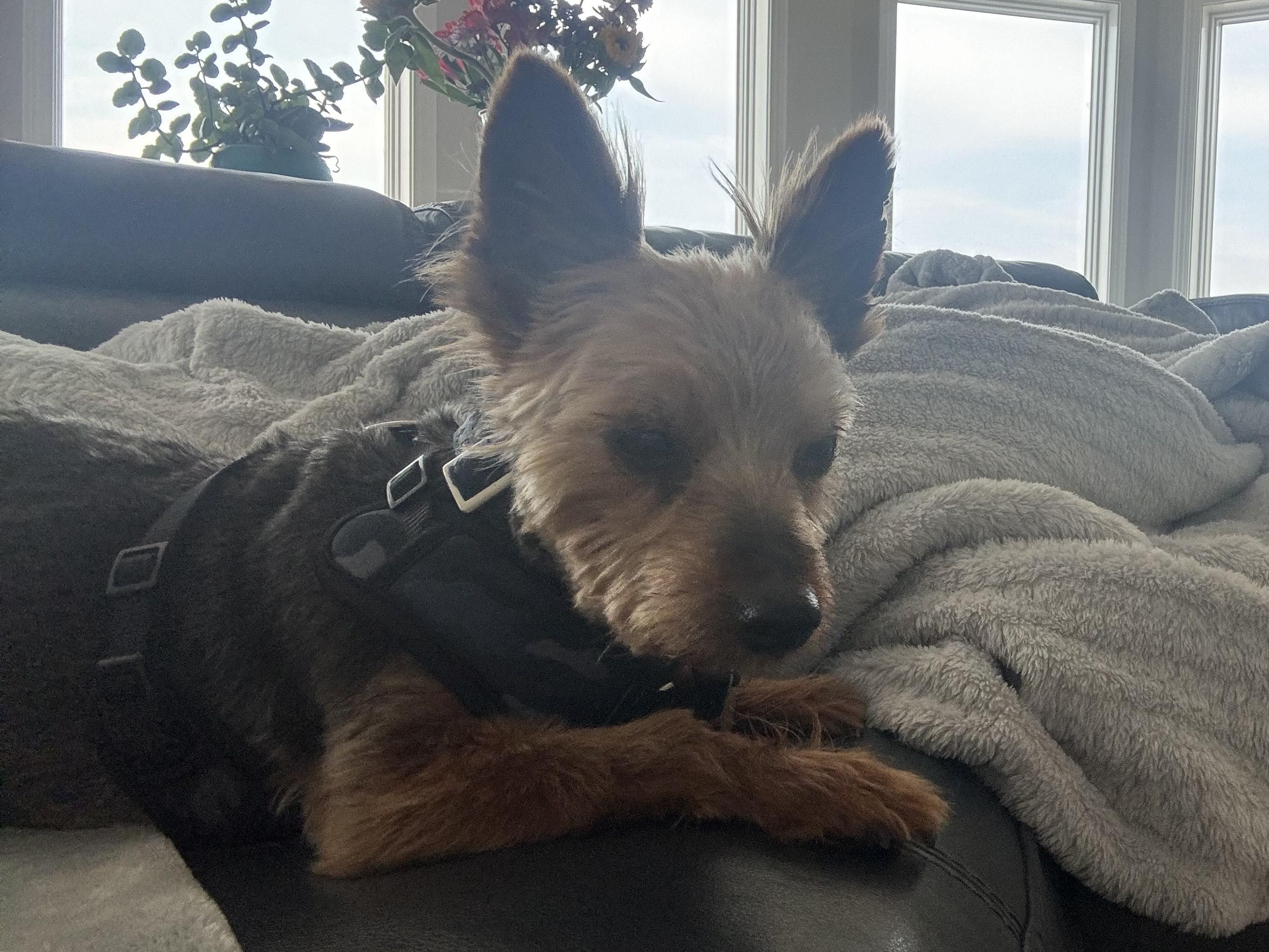Max, a Adoptable Yorkshire Terrier in Taunton, MA image 3/4