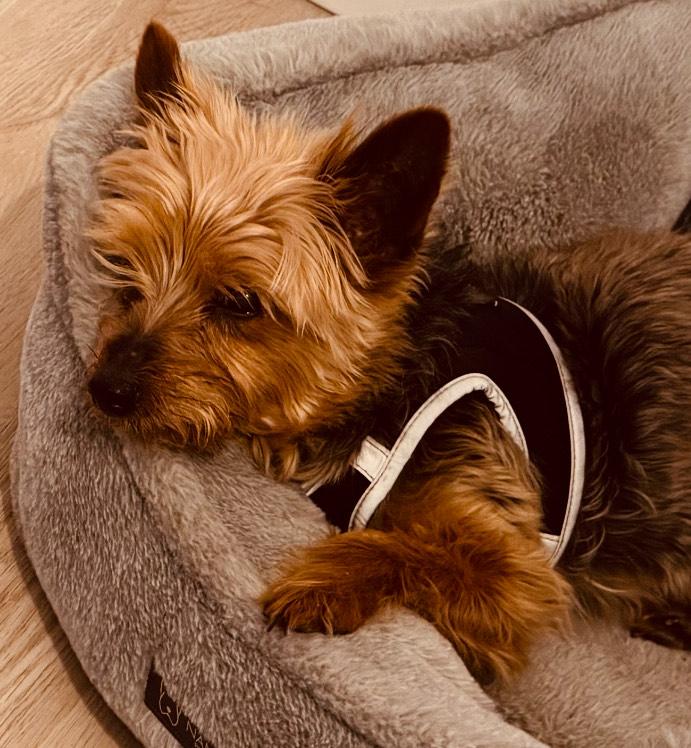 Max, a Adoptable Yorkshire Terrier in Taunton, MA image 4/4