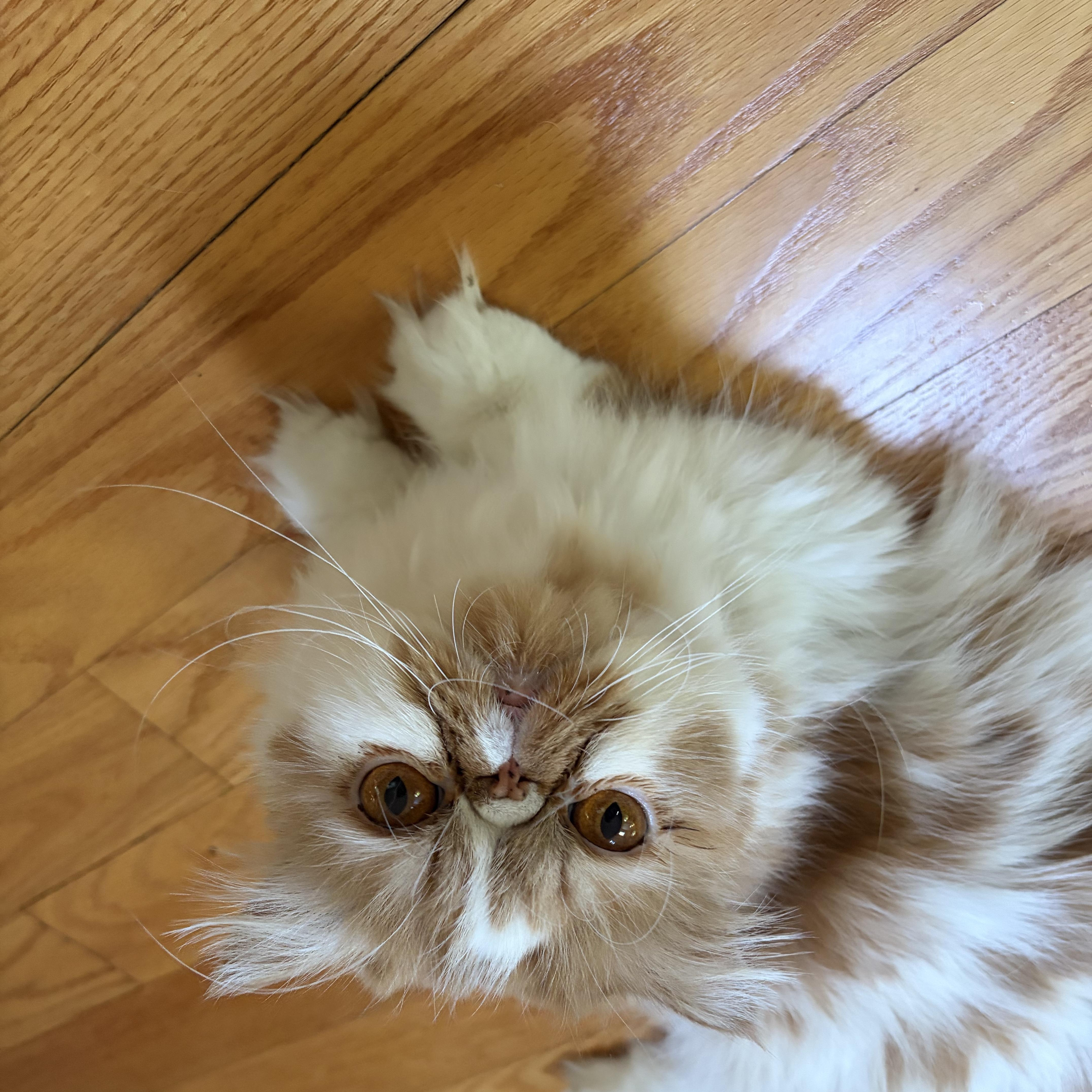 Enlarge Chanel, an adopted Persian in Boston, MA image 2/6