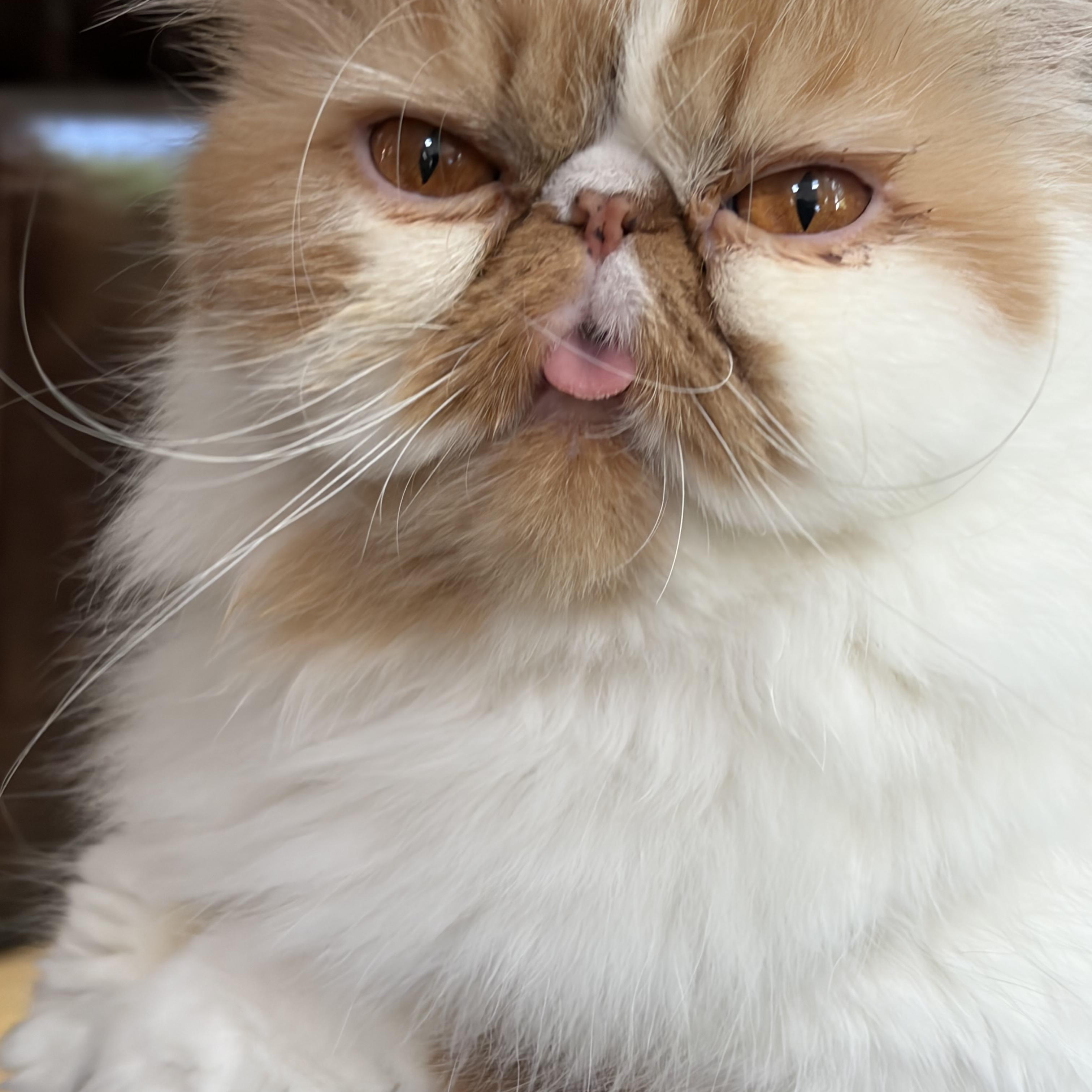 Enlarge Chanel, an adopted Persian in Boston, MA image 3/6